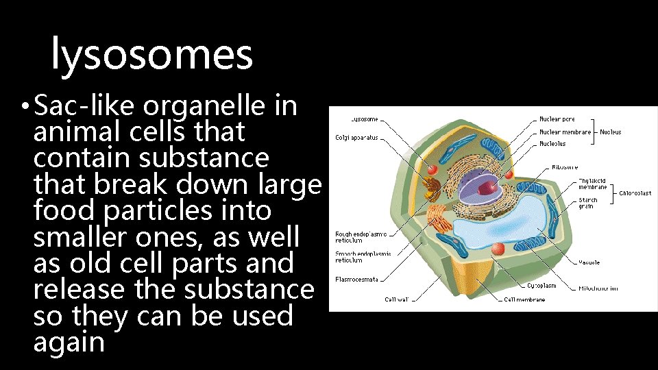 lysosomes • Sac-like organelle in animal cells that contain substance that break down large
