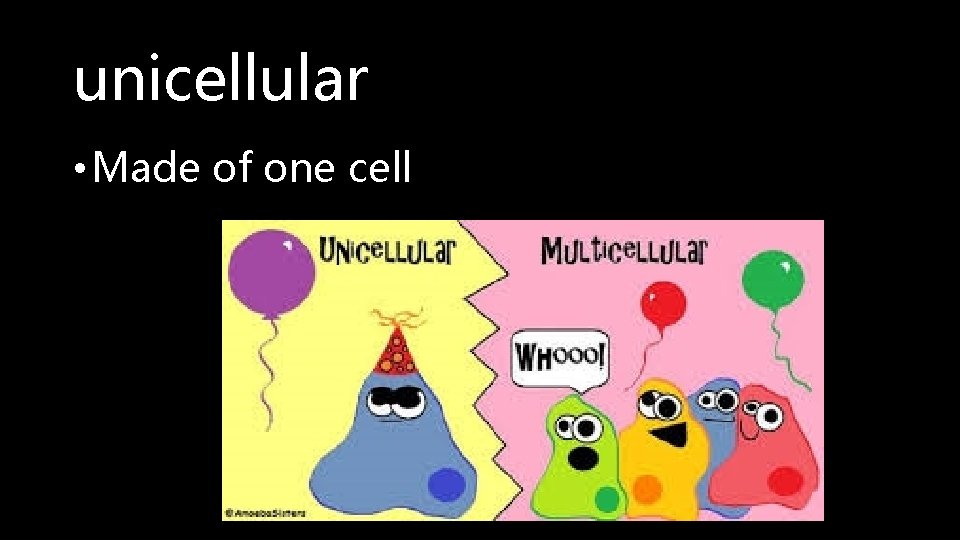 unicellular • Made of one cell 