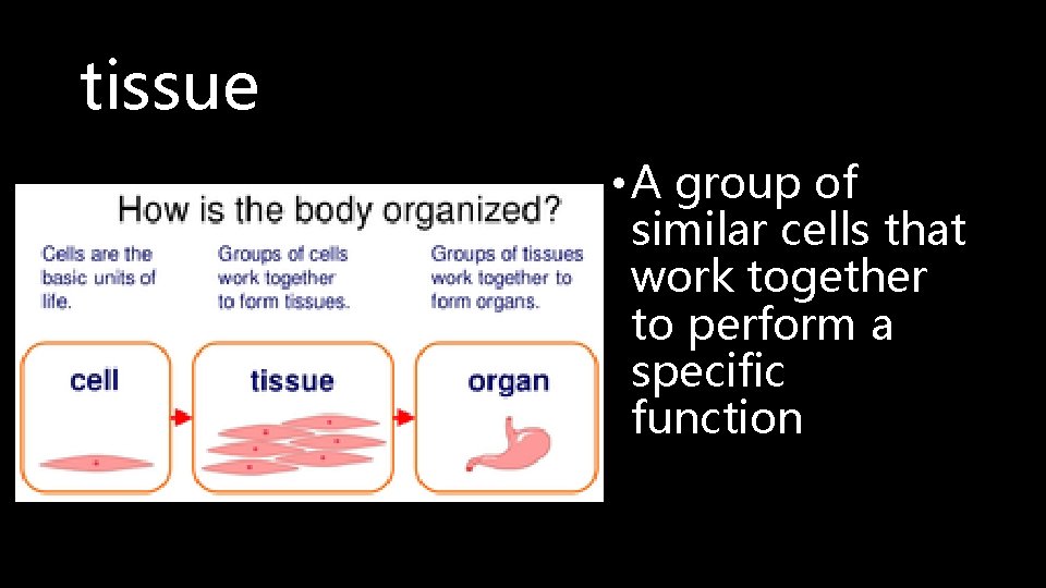 tissue • A group of similar cells that work together to perform a specific