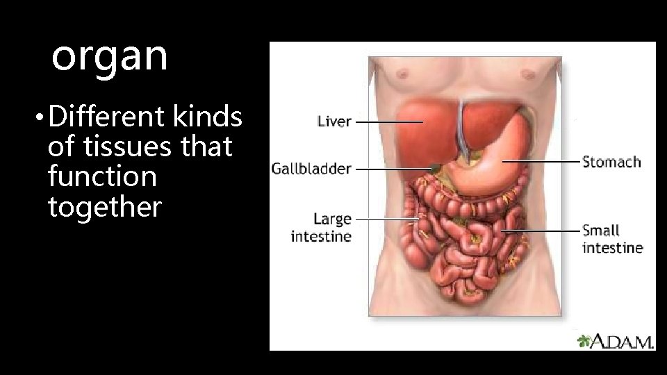 organ • Different kinds of tissues that function together 