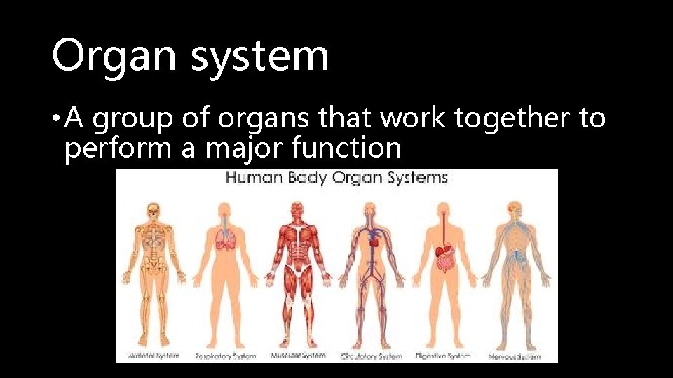 Organ system • A group of organs that work together to perform a major