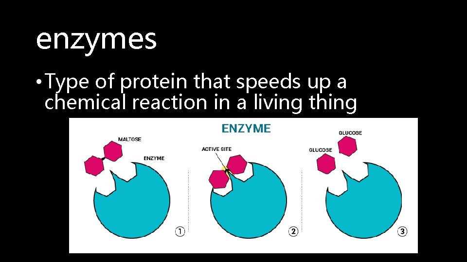 enzymes • Type of protein that speeds up a chemical reaction in a living