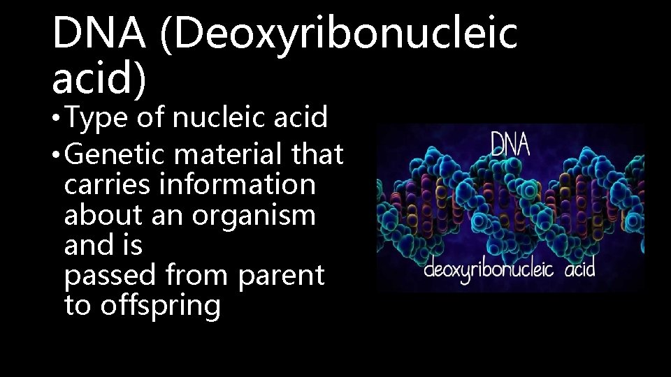 DNA (Deoxyribonucleic acid) • Type of nucleic acid • Genetic material that carries information
