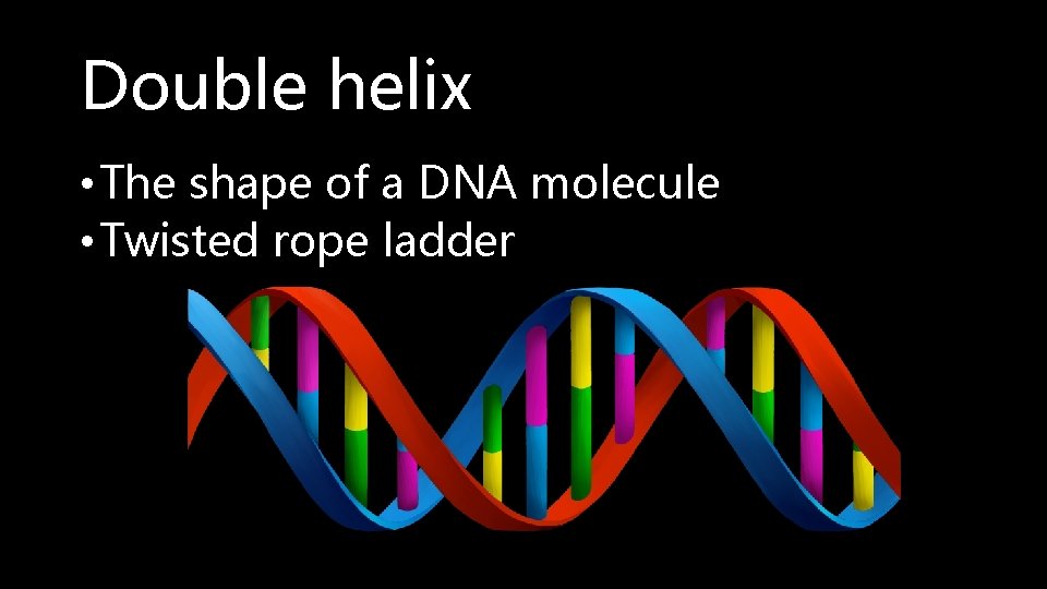 Double helix • The shape of a DNA molecule • Twisted rope ladder 