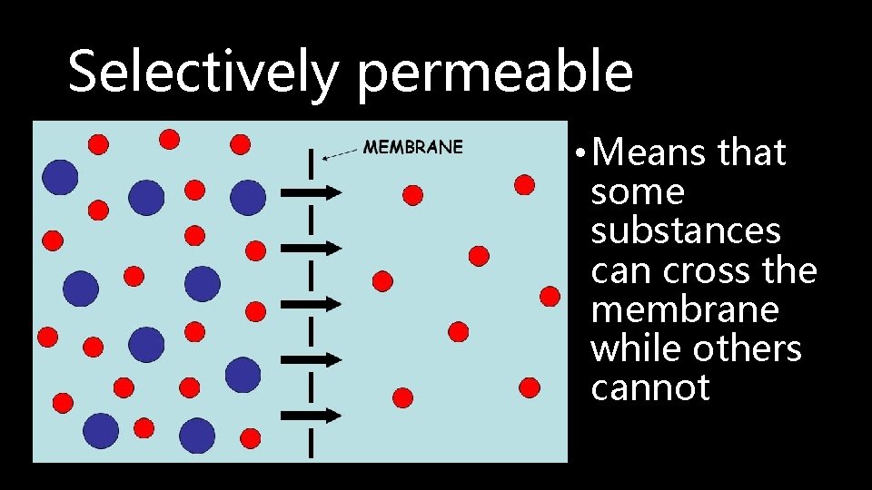 Selectively permeable • Means that some substances can cross the membrane while others cannot