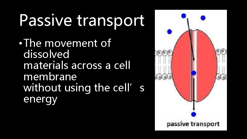 Passive transport • The movement of dissolved materials across a cell membrane without using
