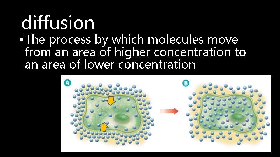 diffusion • The process by which molecules move from an area of higher concentration