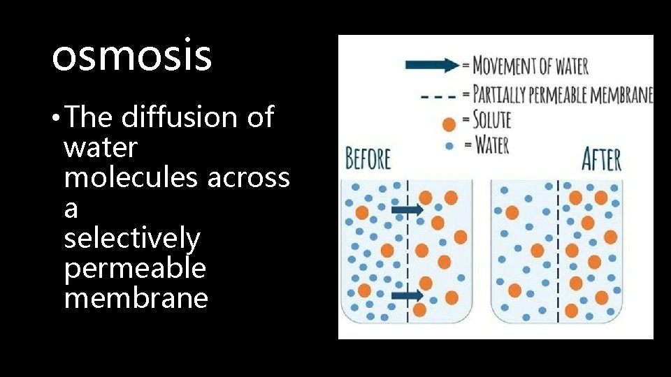 osmosis • The diffusion of water molecules across a selectively permeable membrane 