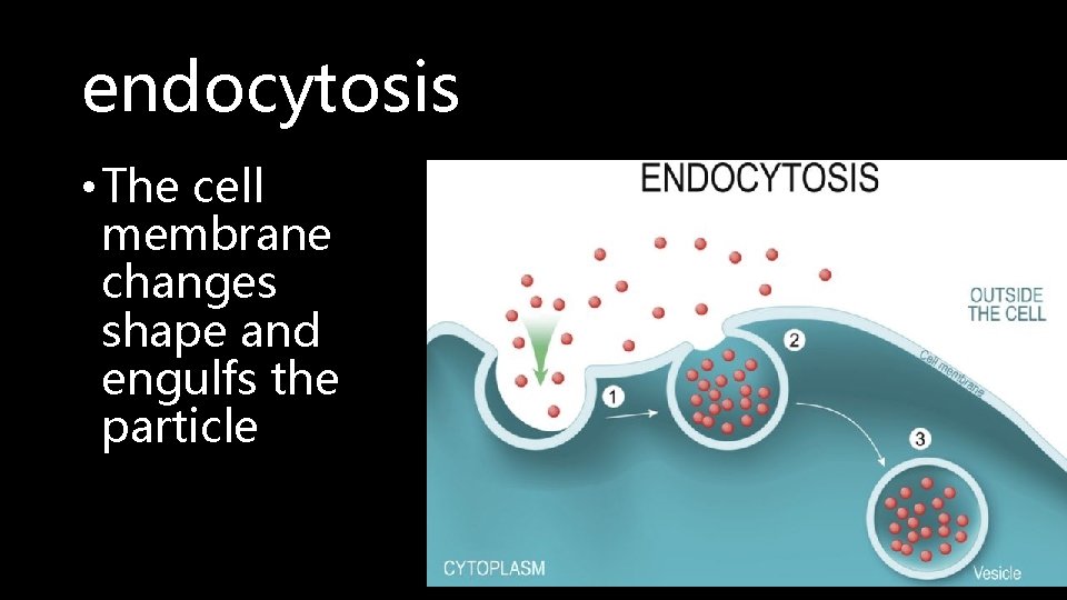 endocytosis • The cell membrane changes shape and engulfs the particle 
