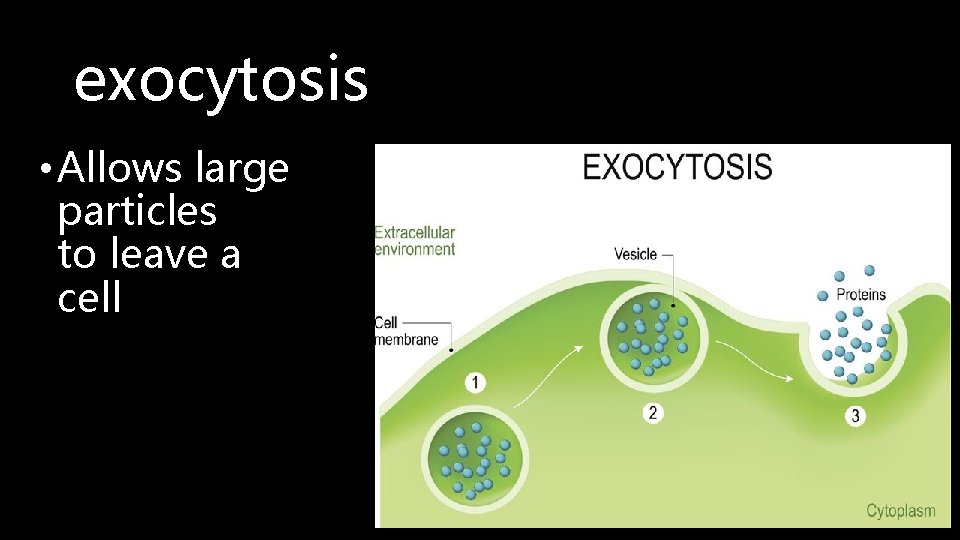 exocytosis • Allows large particles to leave a cell 