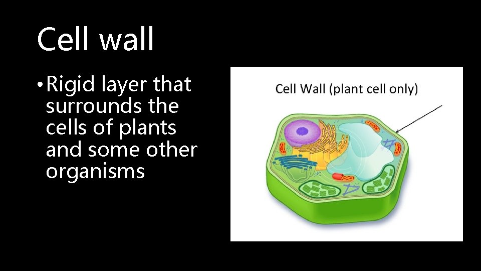 Cell wall • Rigid layer that surrounds the cells of plants and some other
