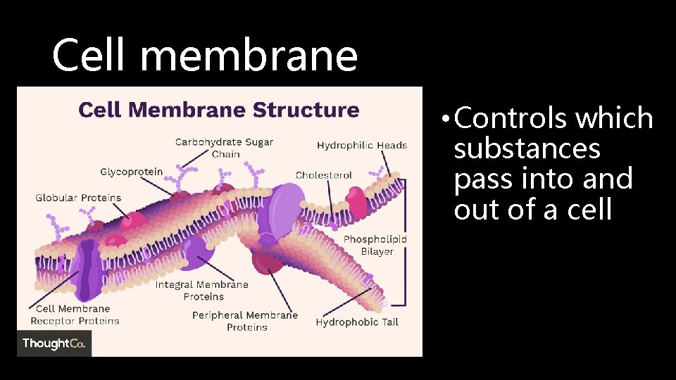 Cell membrane • Controls which substances pass into and out of a cell 