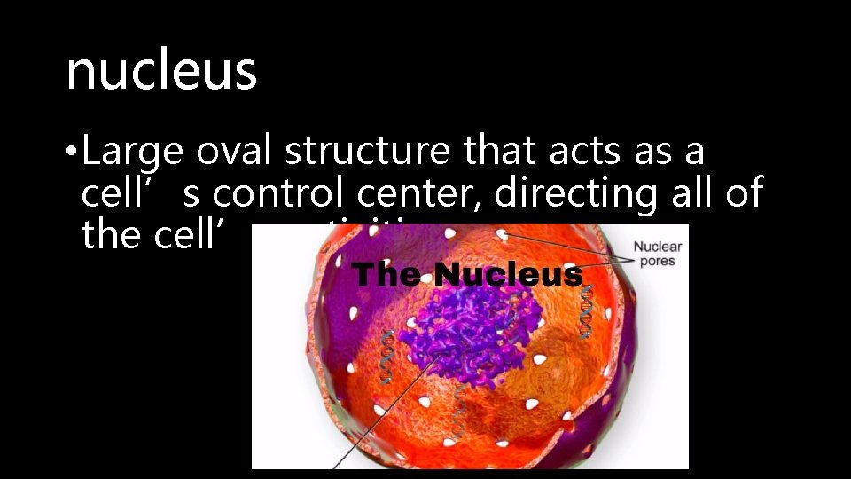 nucleus • Large oval structure that acts as a cell’s control center, directing all