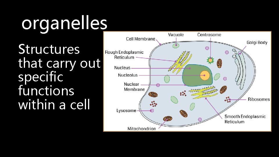 organelles Structures that carry out specific functions within a cell 