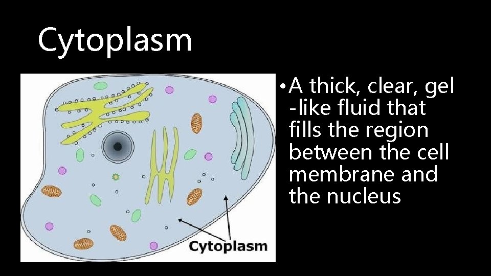 Cytoplasm • A thick, clear, gel -like fluid that fills the region between the
