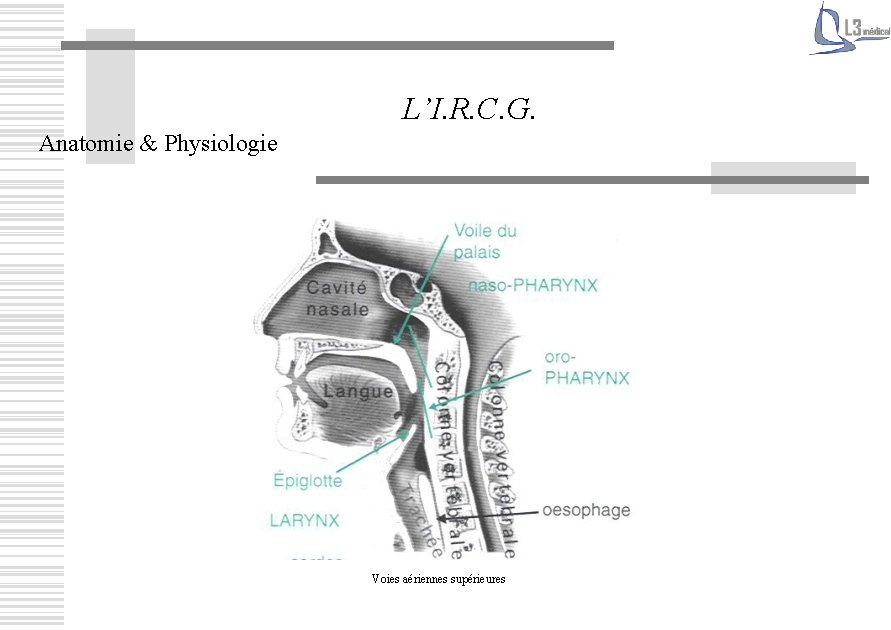 L’I. R. C. G. Anatomie & Physiologie Voies aériennes supérieures 