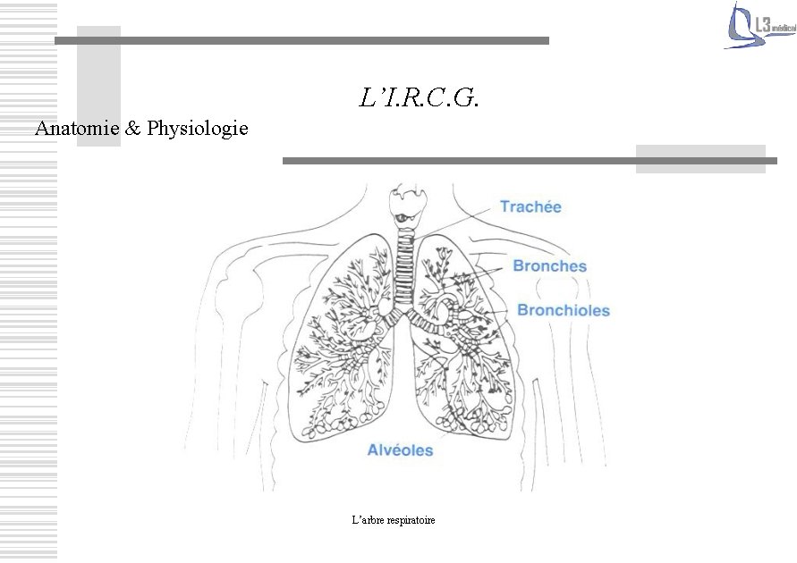 L’I. R. C. G. Anatomie & Physiologie L’arbre respiratoire 