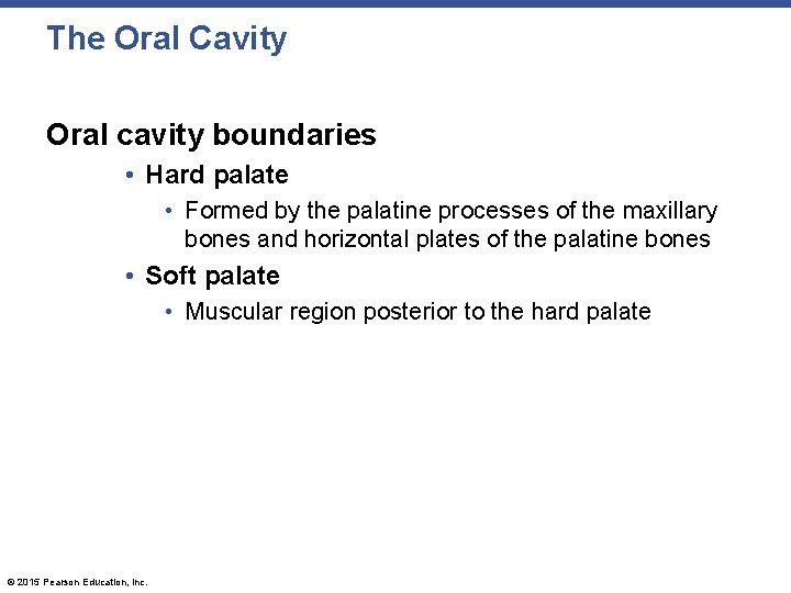 The Oral Cavity Oral cavity boundaries • Hard palate • Formed by the palatine