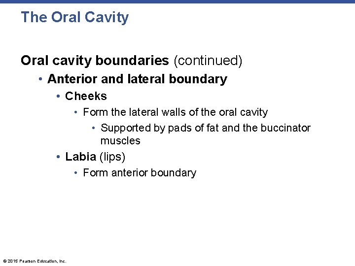The Oral Cavity Oral cavity boundaries (continued) • Anterior and lateral boundary • Cheeks