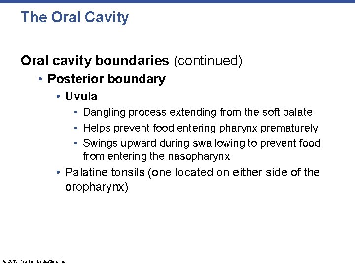 The Oral Cavity Oral cavity boundaries (continued) • Posterior boundary • Uvula • Dangling