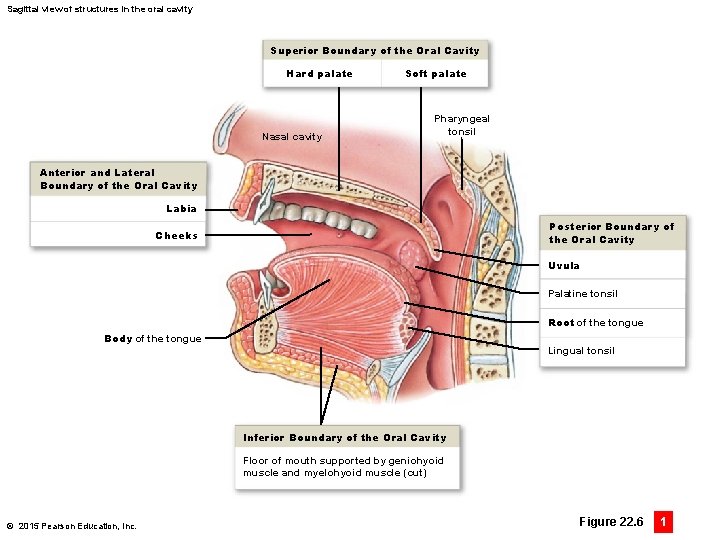 Sagittal view of structures in the oral cavity Superior Boundary of the Oral Cavity