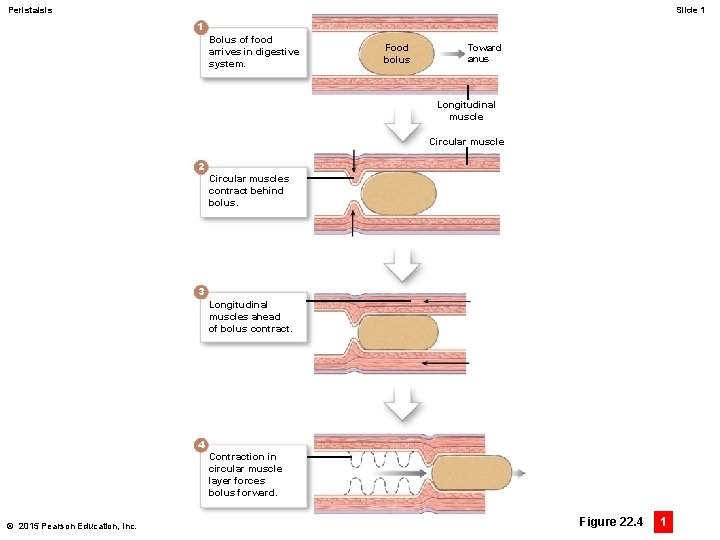 Peristalsis Slide 1 1 Bolus of food arrives in digestive system. Food bolus Toward