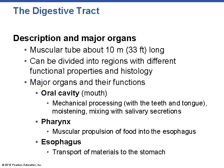 The Digestive Tract Description and major organs • Muscular tube about 10 m (33