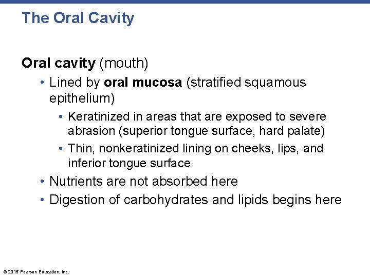 The Oral Cavity Oral cavity (mouth) • Lined by oral mucosa (stratified squamous epithelium)