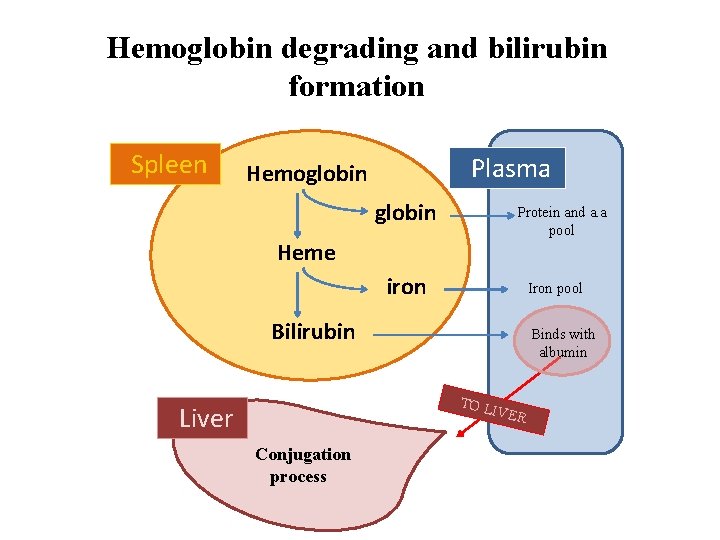 Hemoglobin degrading and bilirubin formation Spleen Plasma Hemoglobin Protein and a. a pool Heme