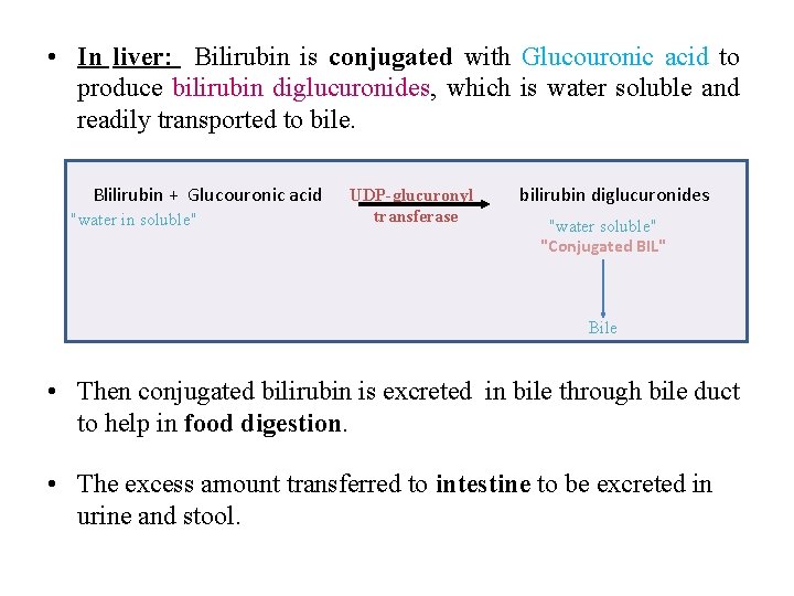  • In liver: Bilirubin is conjugated with Glucouronic acid to produce bilirubin diglucuronides,