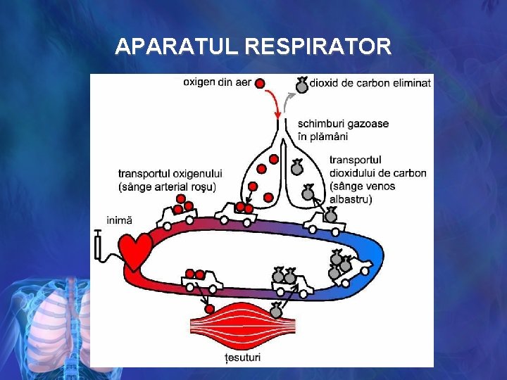 APARATUL RESPIRATOR 