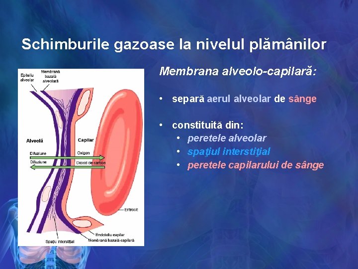 Schimburile gazoase la nivelul plămânilor Membrana alveolo-capilară: • separă aerul alveolar de sânge •