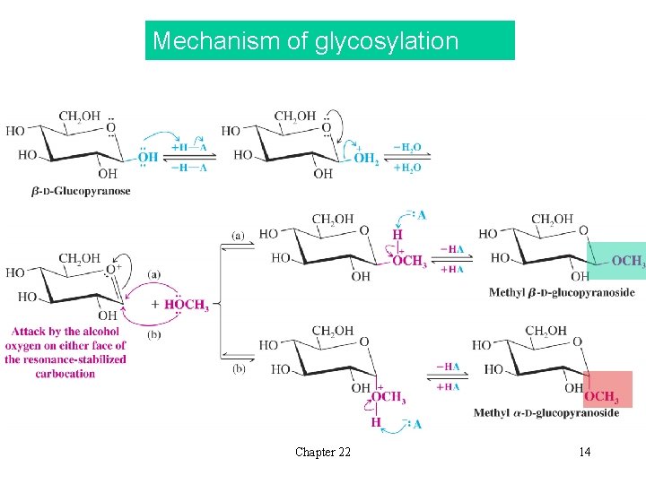 Mechanism of glycosylation Chapter 22 14 