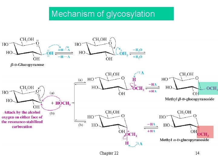 Mechanism of glycosylation Chapter 22 14 Mechanism of glycosylation Chapter 22 14