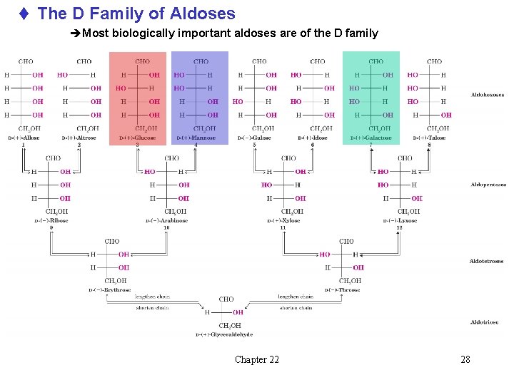 t The D Family of Aldoses èMost biologically important aldoses are of the D
