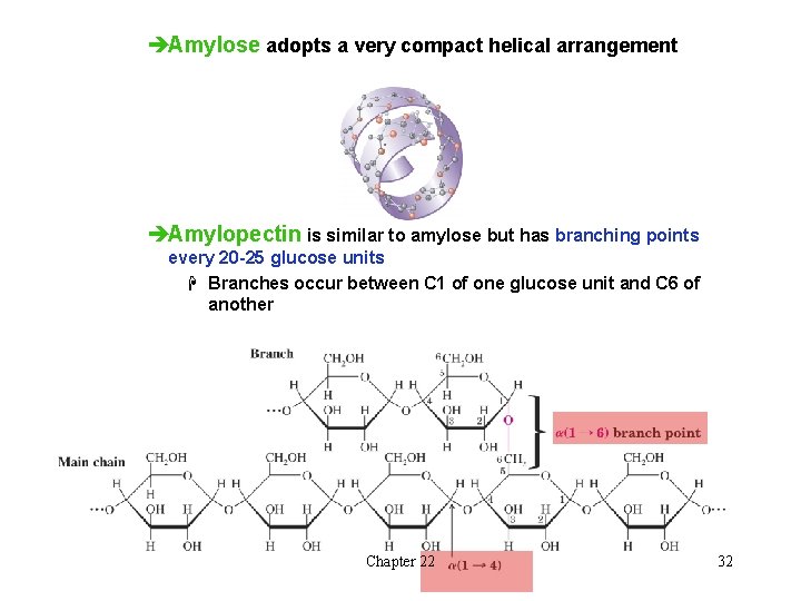 èAmylose adopts a very compact helical arrangement èAmylopectin is similar to amylose but has