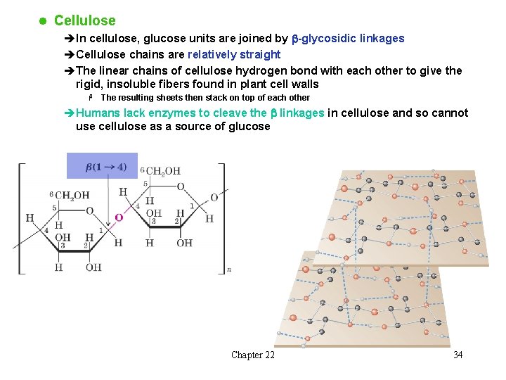 l Cellulose èIn cellulose, glucose units are joined by b-glycosidic linkages èCellulose chains are