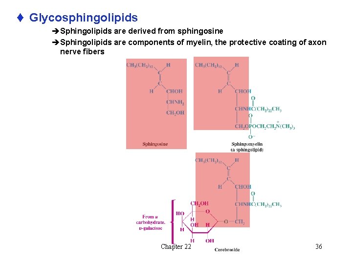 t Glycosphingolipids èSphingolipids are derived from sphingosine èSphingolipids are components of myelin, the protective