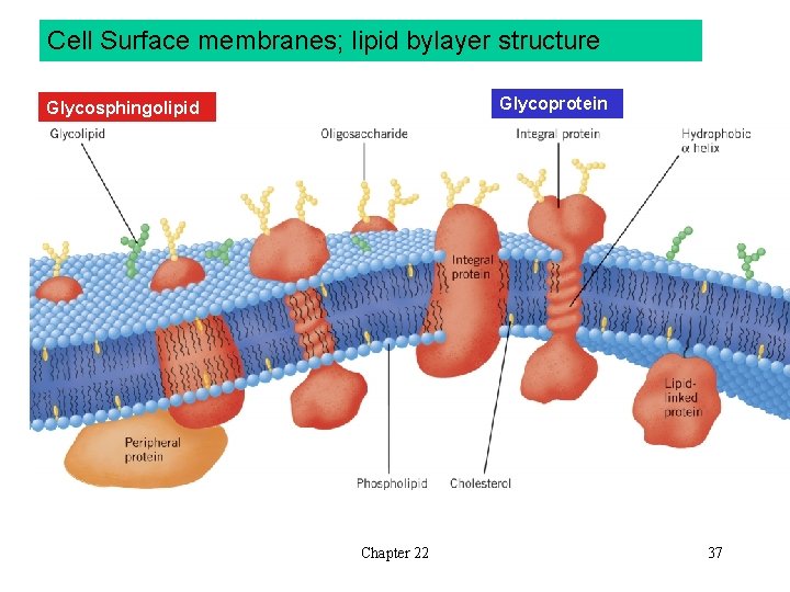 Cell Surface membranes; lipid bylayer structure Glycoprotein Glycosphingolipid Chapter 22 37 Cell Surface membranes; lipid bylayer structure Glycoprotein Glycosphingolipid Chapter 22 37