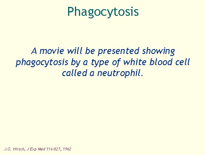 Phagocytosis A movie will be presented showing phagocytosis by a type of white blood