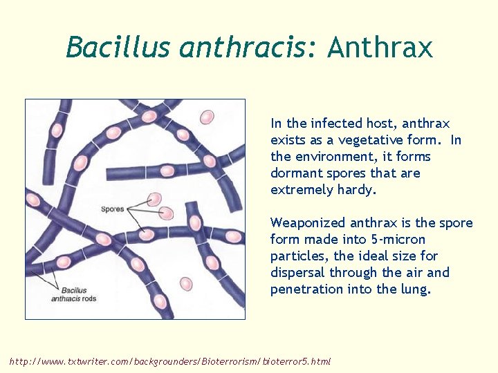 Bacillus anthracis: Anthrax In the infected host, anthrax exists as a vegetative form. In