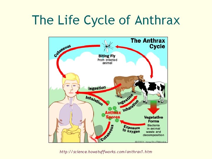 The Life Cycle of Anthrax http: //science. howstuffworks. com/anthrax 1. htm 