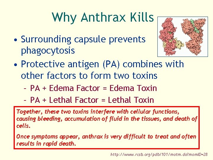 Why Anthrax Kills • Surrounding capsule prevents phagocytosis • Protective antigen (PA) combines with