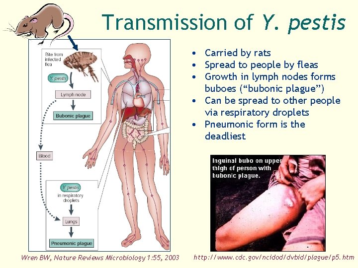 Transmission of Y. pestis • Carried by rats • Spread to people by fleas
