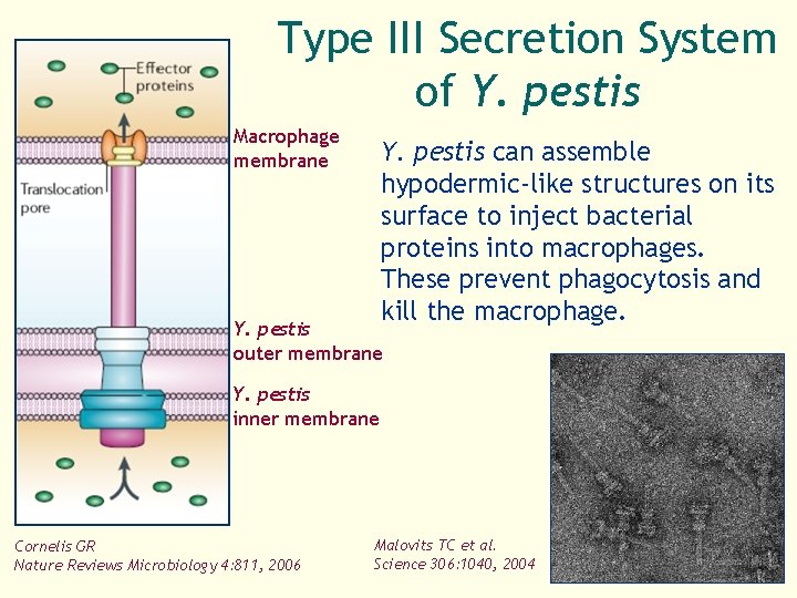 Type III Secretion System of Y. pestis Macrophage membrane Y. pestis can assemble hypodermic-like