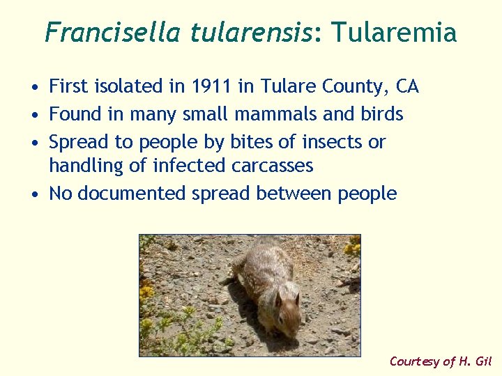 Francisella tularensis: Tularemia • First isolated in 1911 in Tulare County, CA • Found