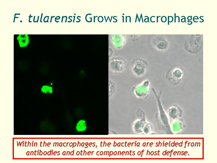 F. tularensis Grows in Macrophages Within the macrophages, the bacteria are shielded from antibodies