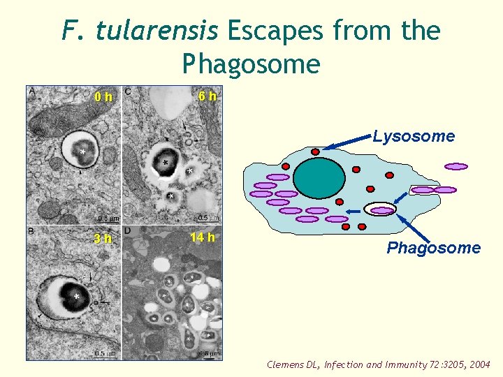 F. tularensis Escapes from the Phagosome 0 h 6 h Lysosome 3 h 14