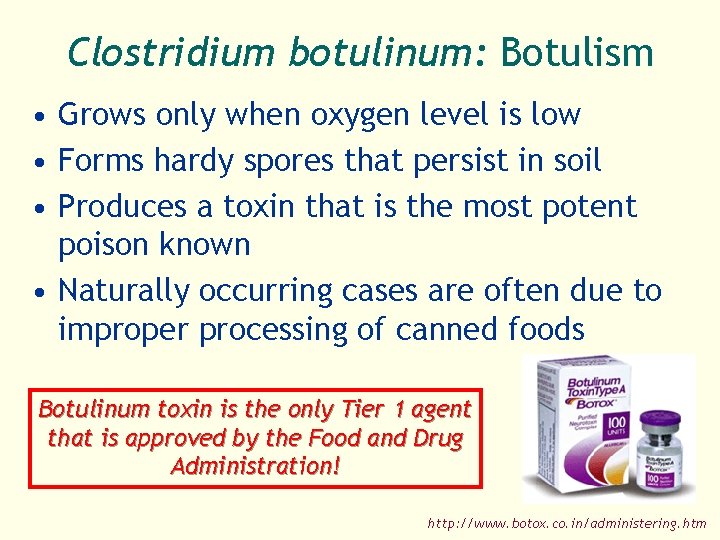 Clostridium botulinum: Botulism • Grows only when oxygen level is low • Forms hardy