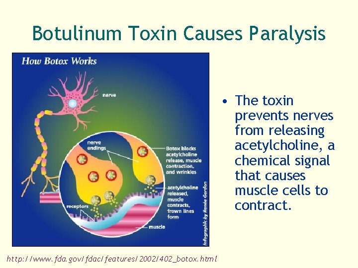 Botulinum Toxin Causes Paralysis • The toxin prevents nerves from releasing acetylcholine, a chemical